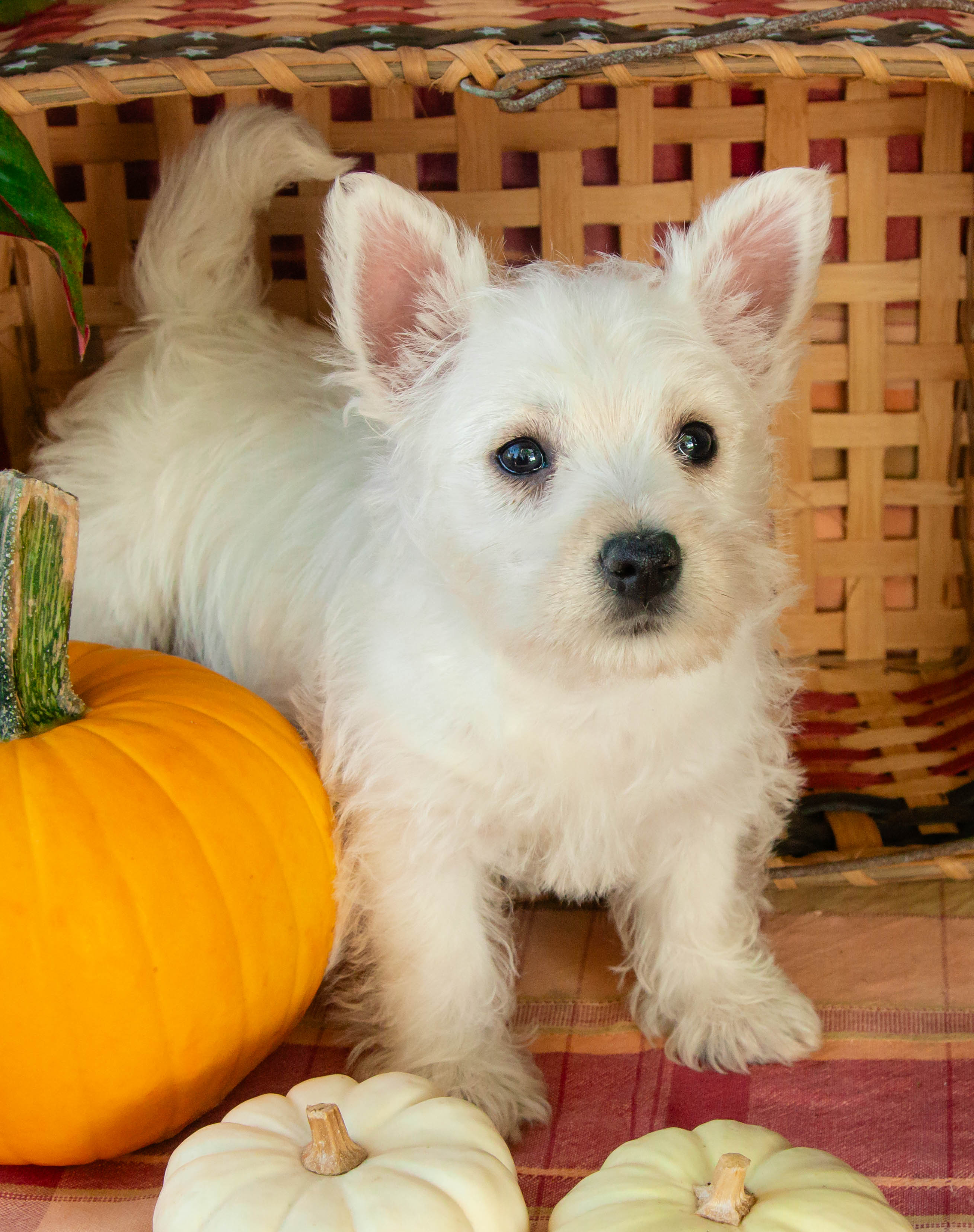 puppy, for, sale, West Highland White Terrier, Amos B. King, dog, breeder, Romney, WV, dog-breeder, puppy-for-sale, forsale, nearby, find, puppyfind, locator, puppylocator, aca